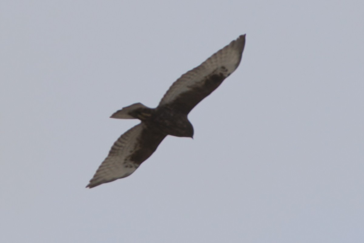 Broad-winged Hawk - ML644334738
