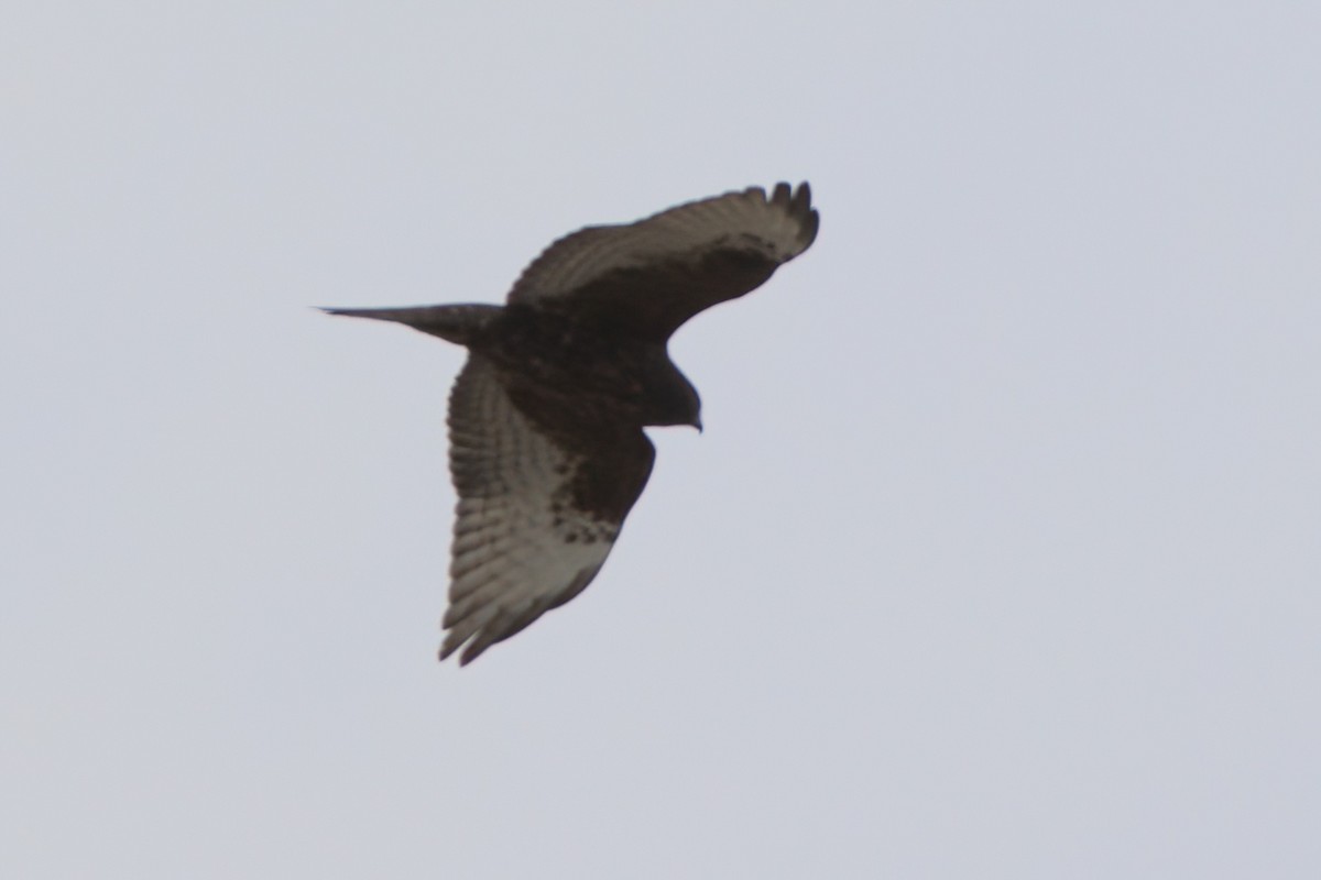 Broad-winged Hawk - ML644334739