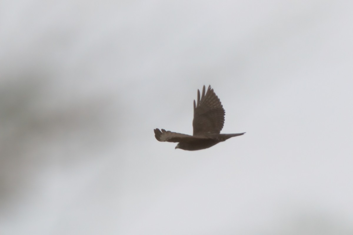 Broad-winged Hawk - ML644334740