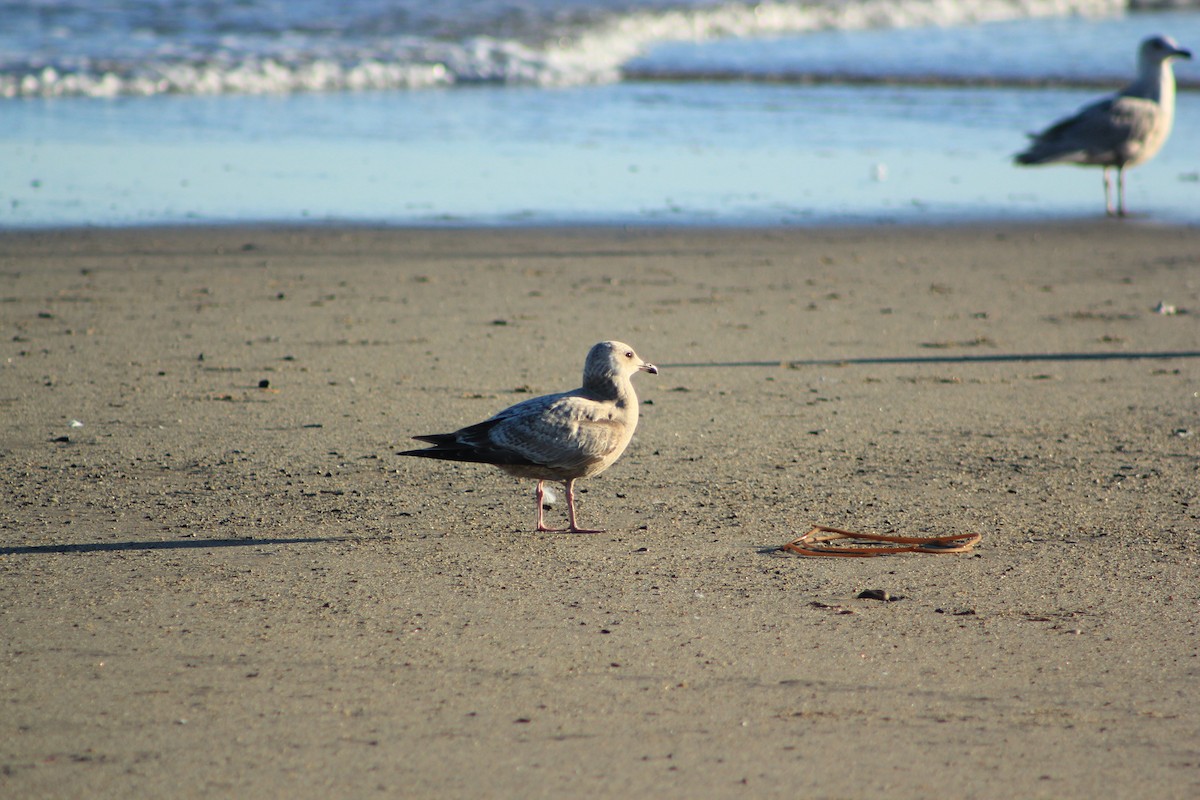 שחף בלתי-מזוהה - ML644334743