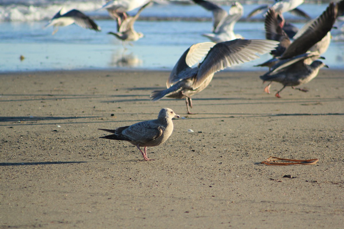 שחף בלתי-מזוהה - ML644334744