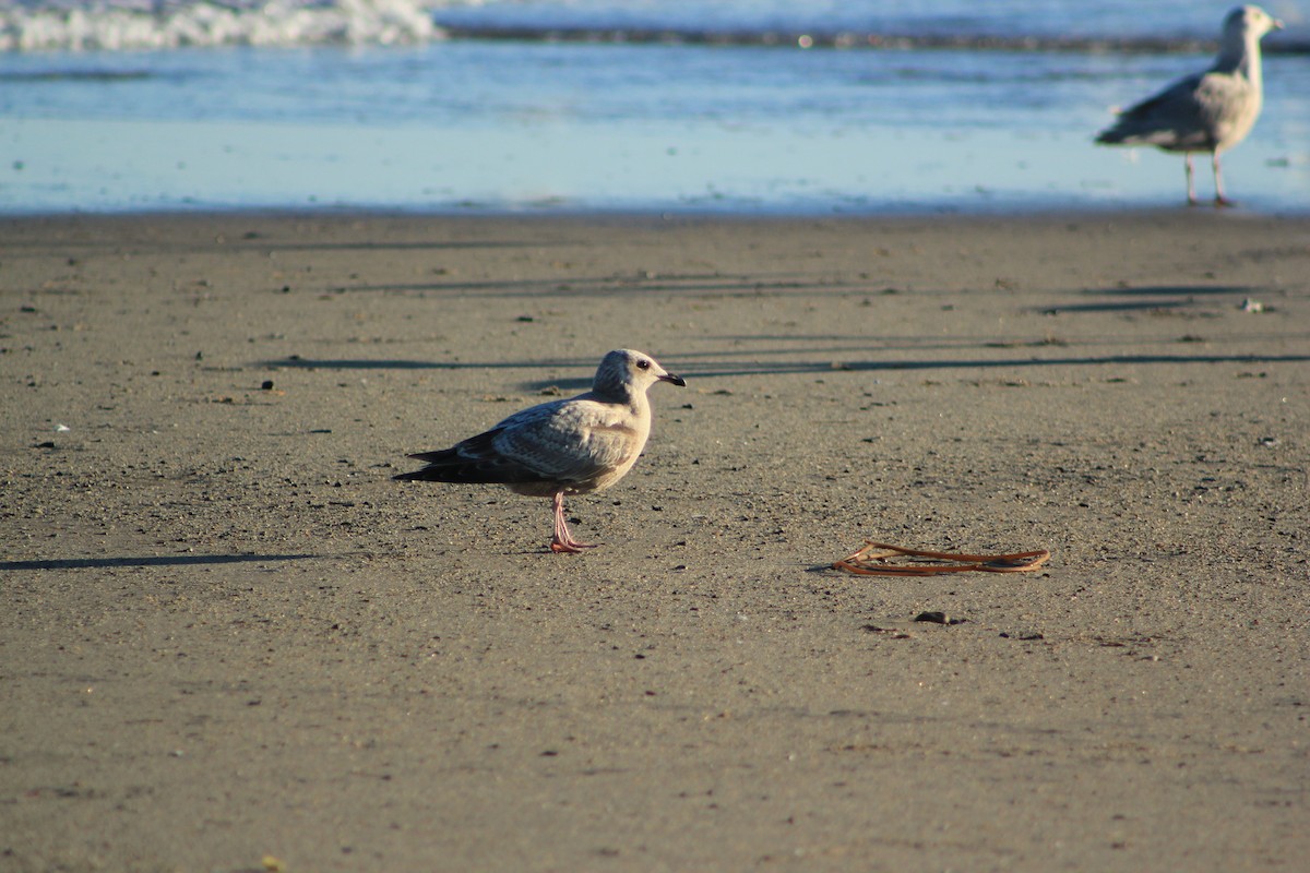 שחף בלתי-מזוהה - ML644334745
