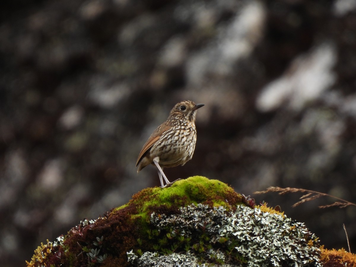 Stripe-headed Antpitta - ML644334755