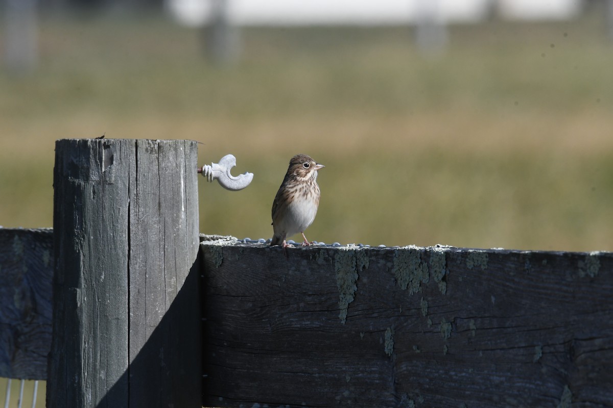 Vesper Sparrow - ML644334778