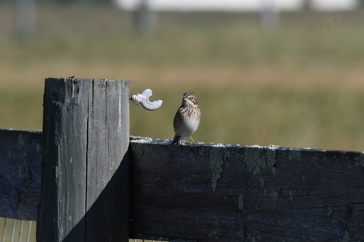 Vesper Sparrow - ML644334779