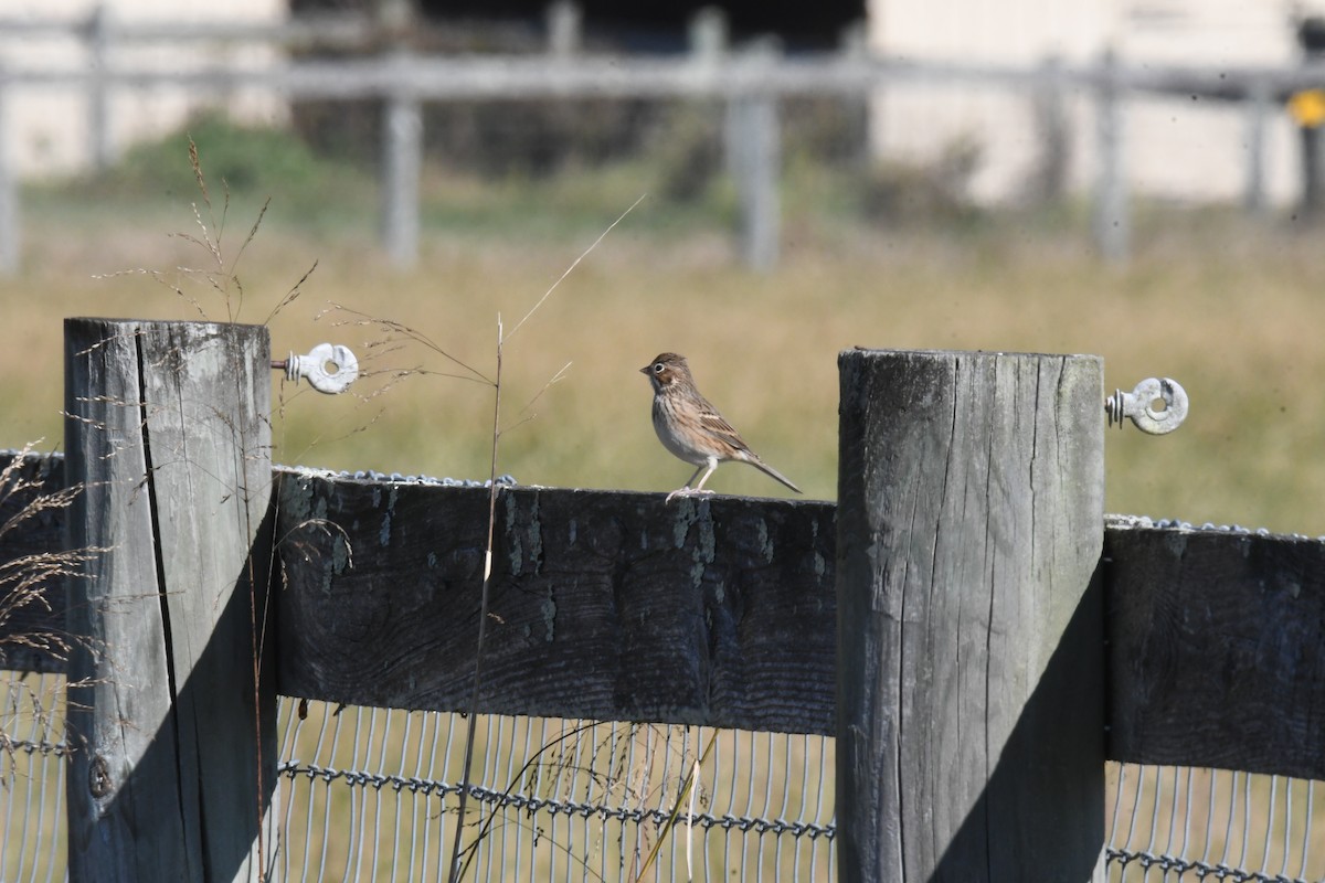 Vesper Sparrow - ML644334782