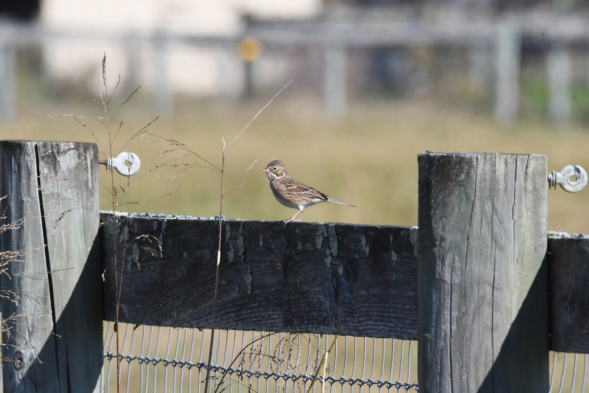 Vesper Sparrow - ML644334783