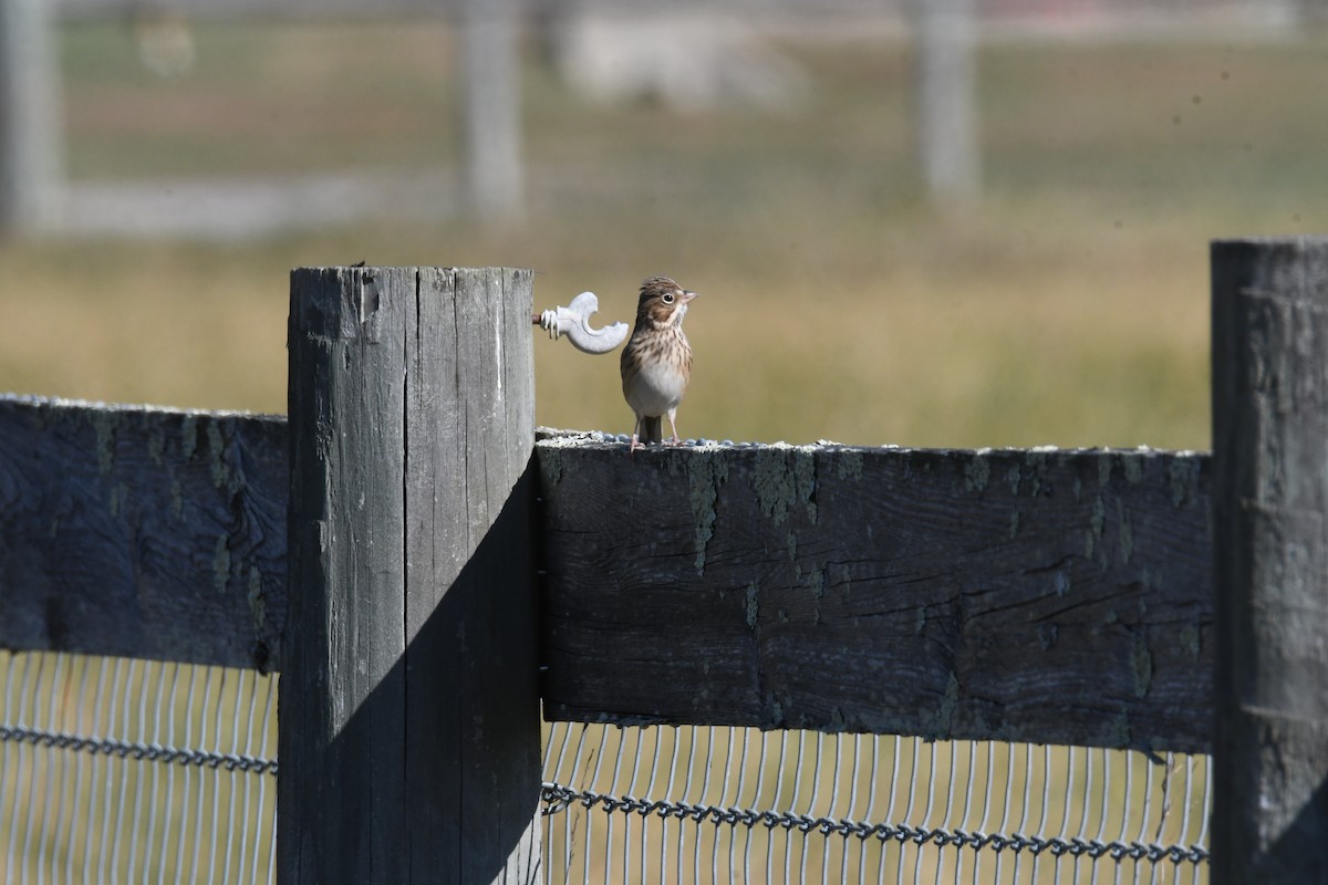 Vesper Sparrow - ML644334784