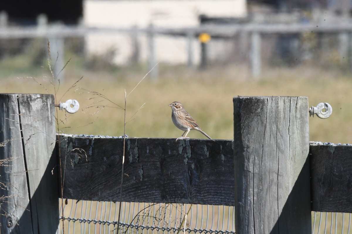 Vesper Sparrow - ML644334785