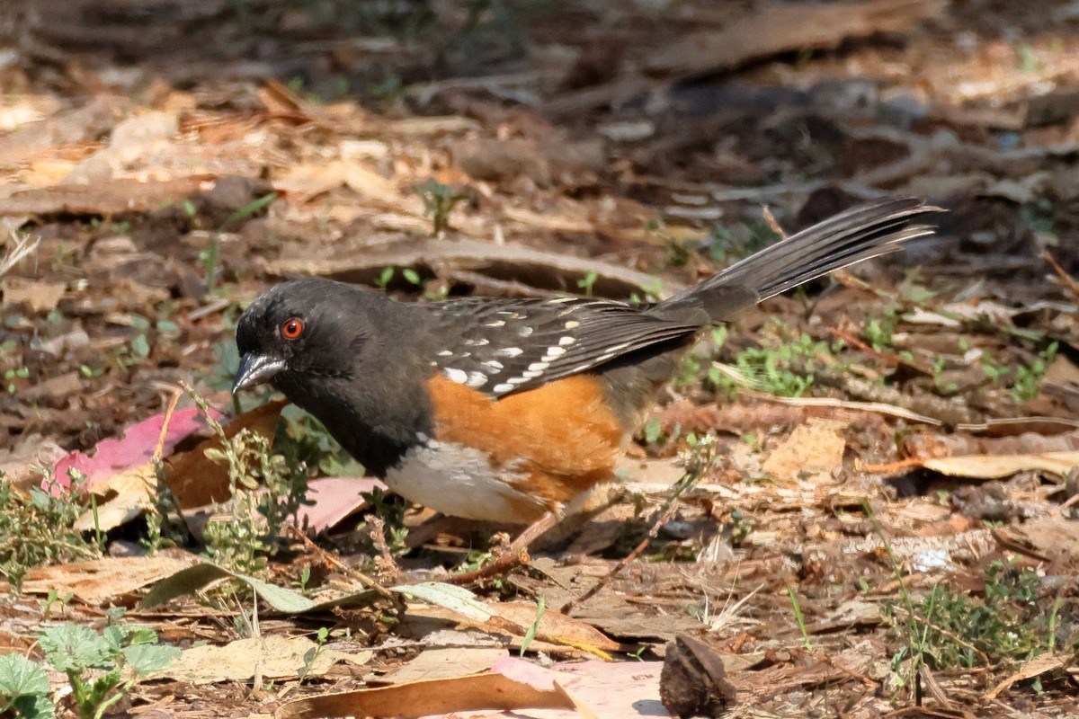 Spotted Towhee - ML644334799
