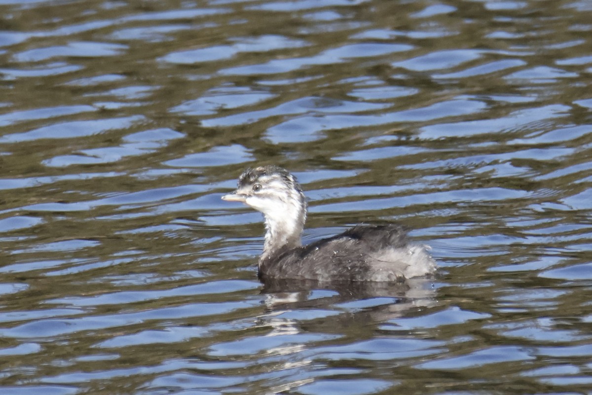 Least Grebe - ML644334804