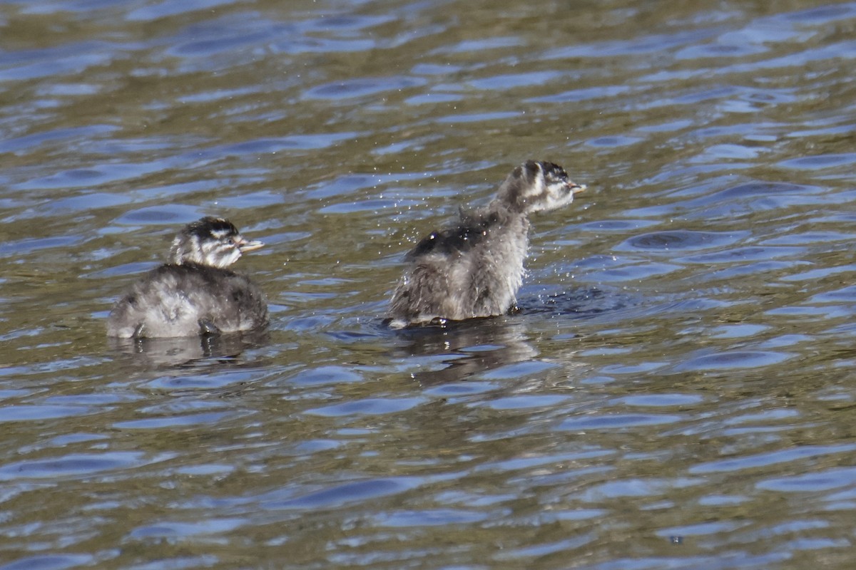 Least Grebe - ML644334808