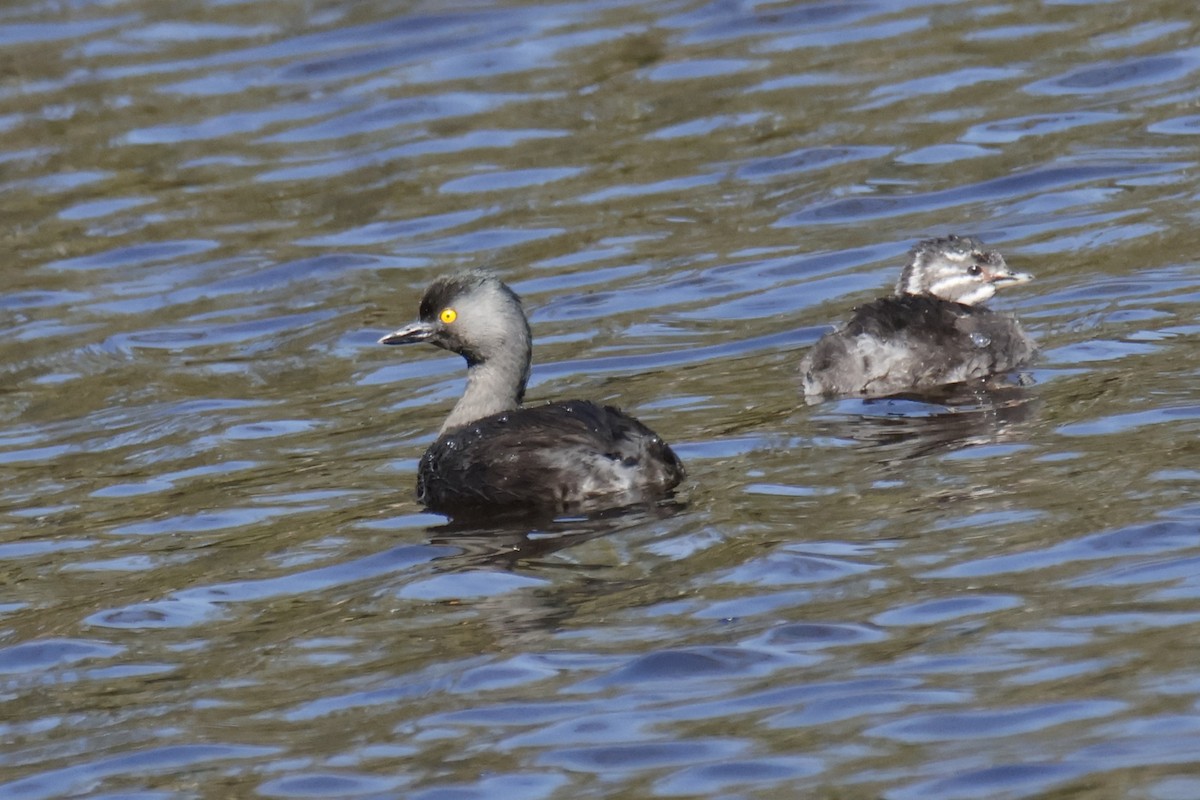 Least Grebe - ML644334809