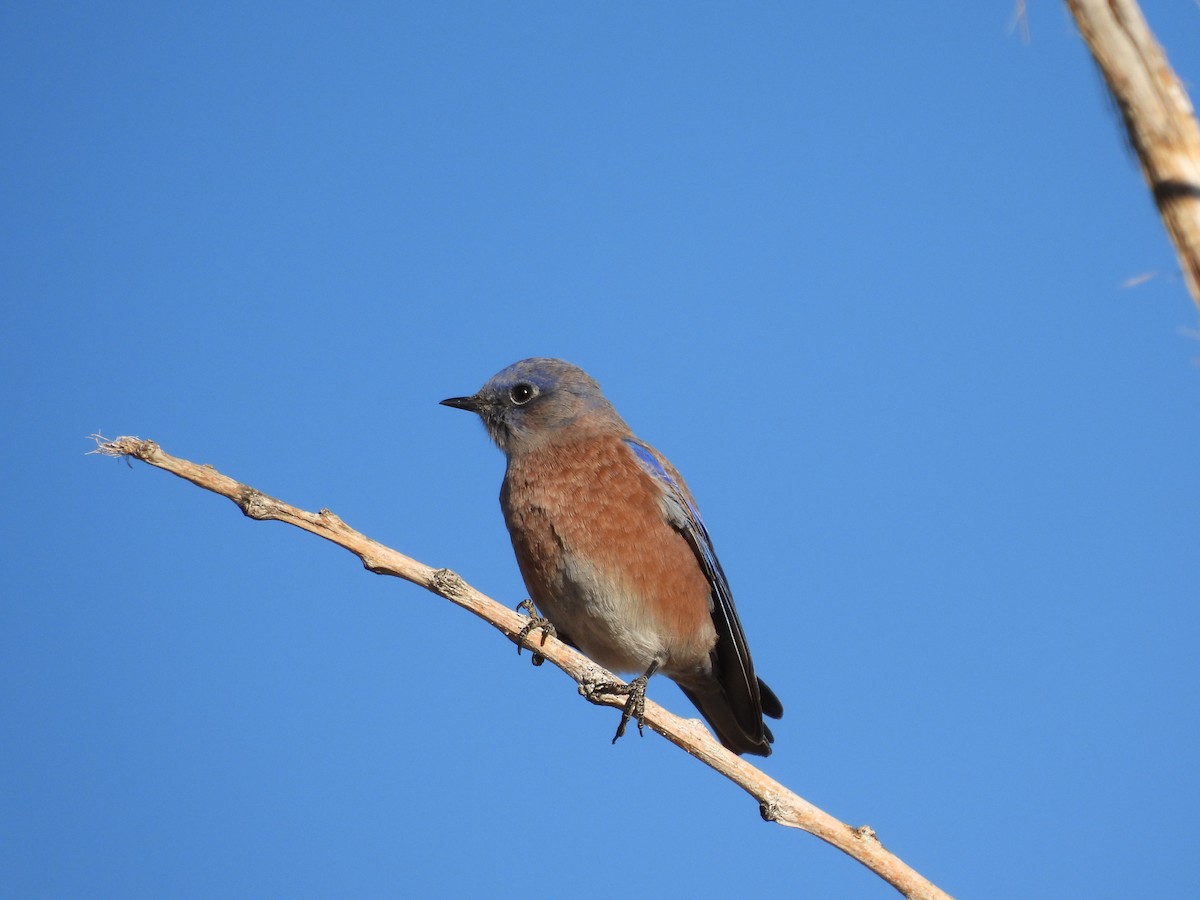 Batılı Mavi Ardıç - ML644334818