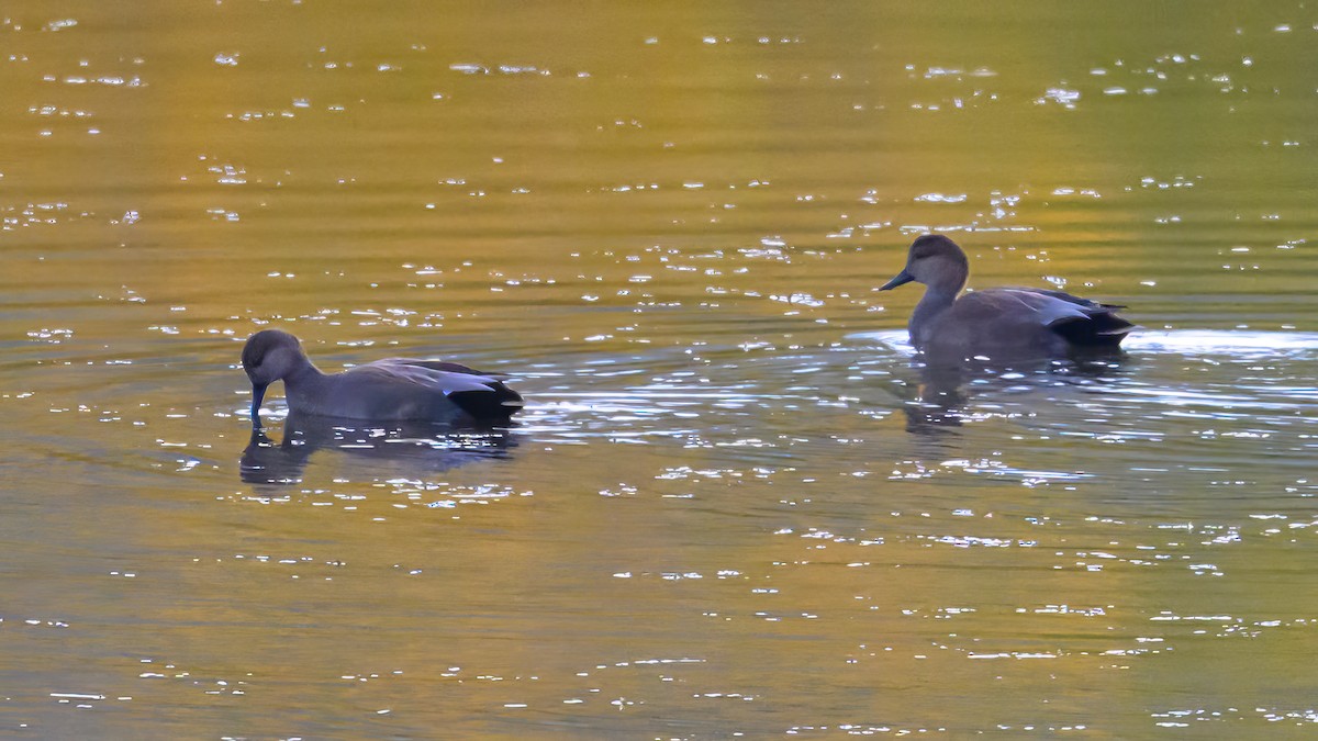 Нерозень - ML644334823