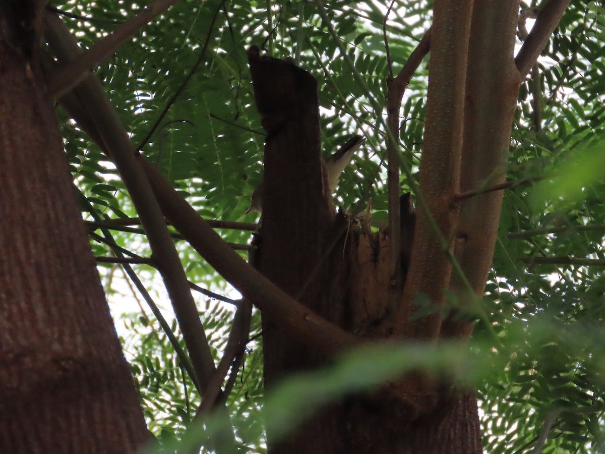 Greenish Warbler - ML644334853