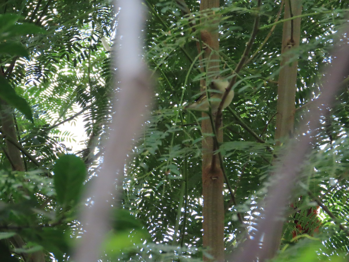 Greenish Warbler - ML644334854