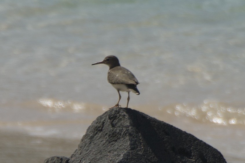 アメリカイソシギ - ML644334856