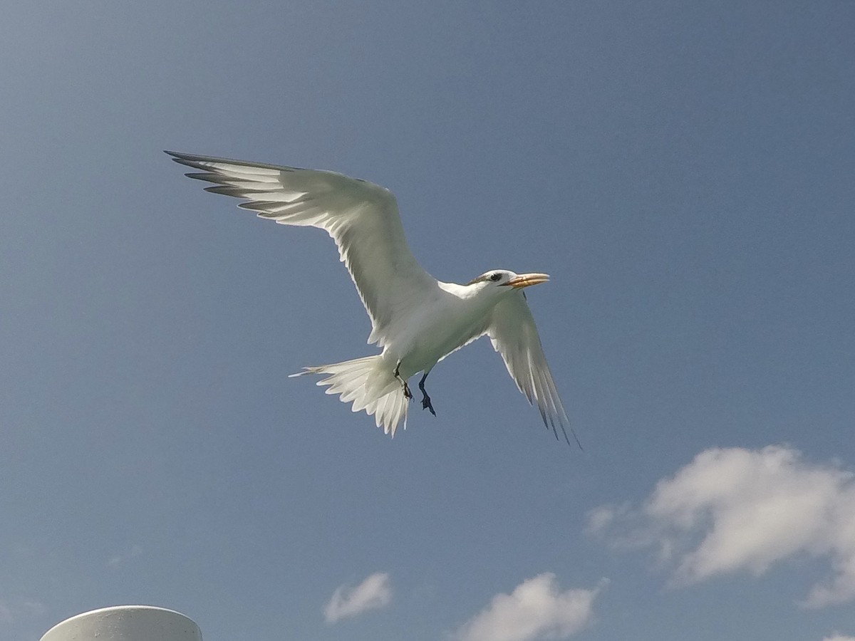 アメリカイソシギ - ML644334857