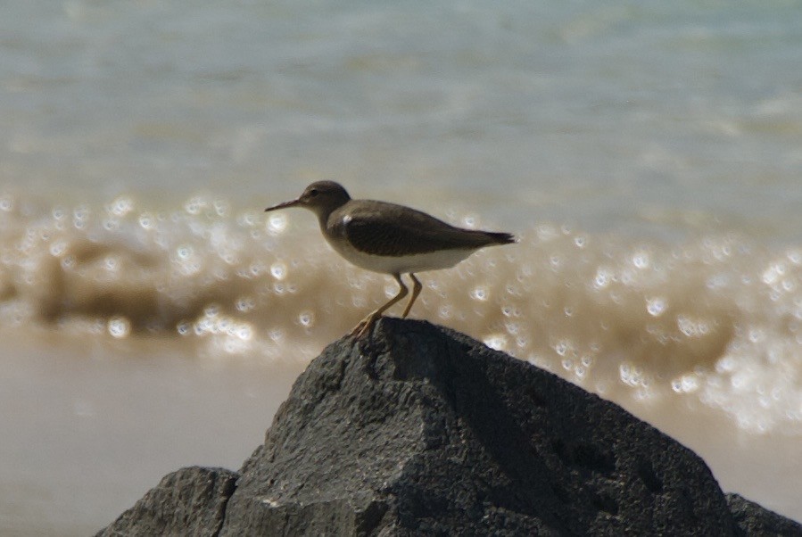 アメリカイソシギ - ML644334858