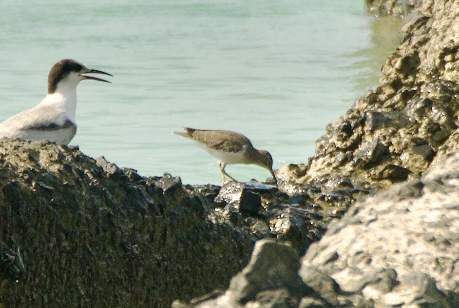 アメリカイソシギ - ML644334859