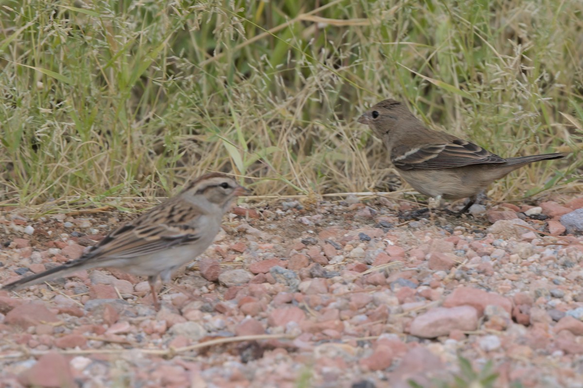 Lazuli Bunting - ML644334863
