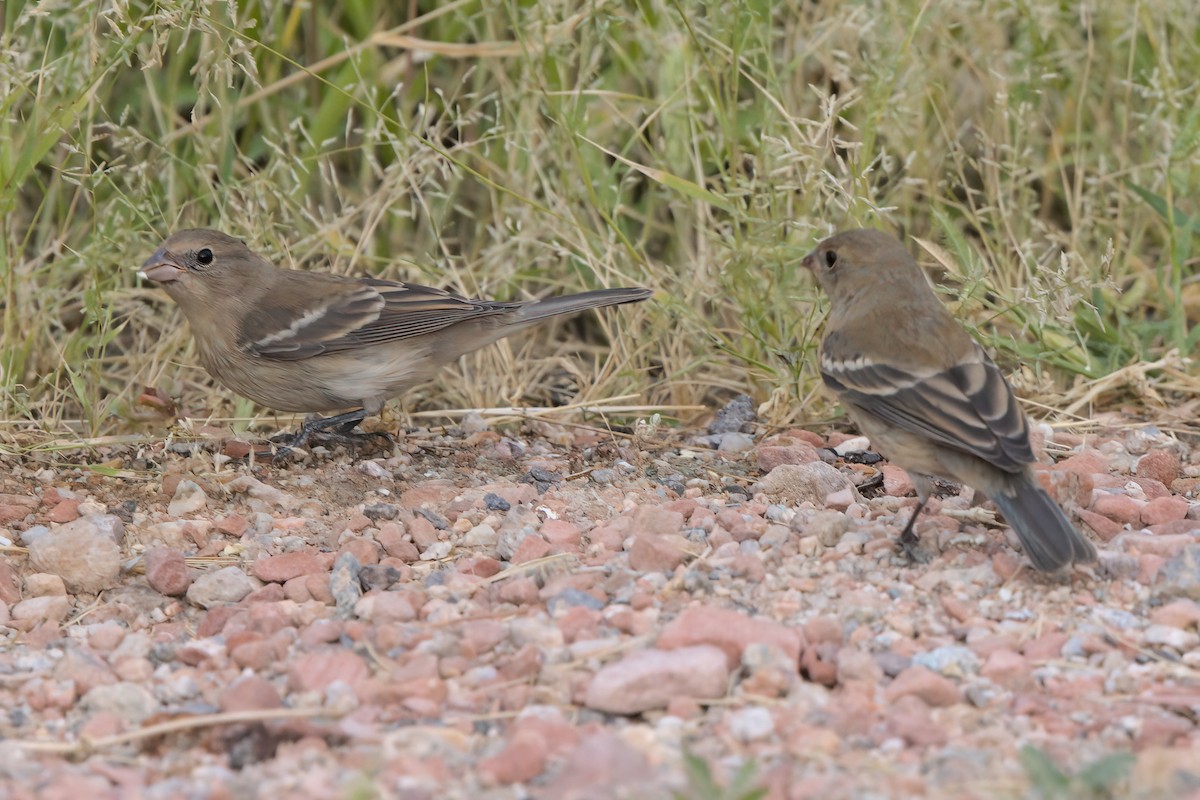 Lazuli Bunting - ML644334864