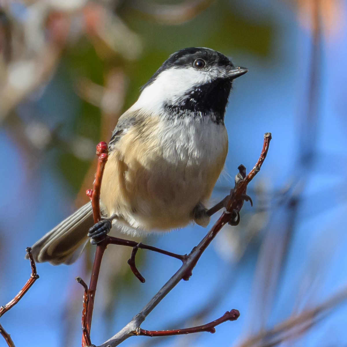 Black-capped Chickadee - ML644334882