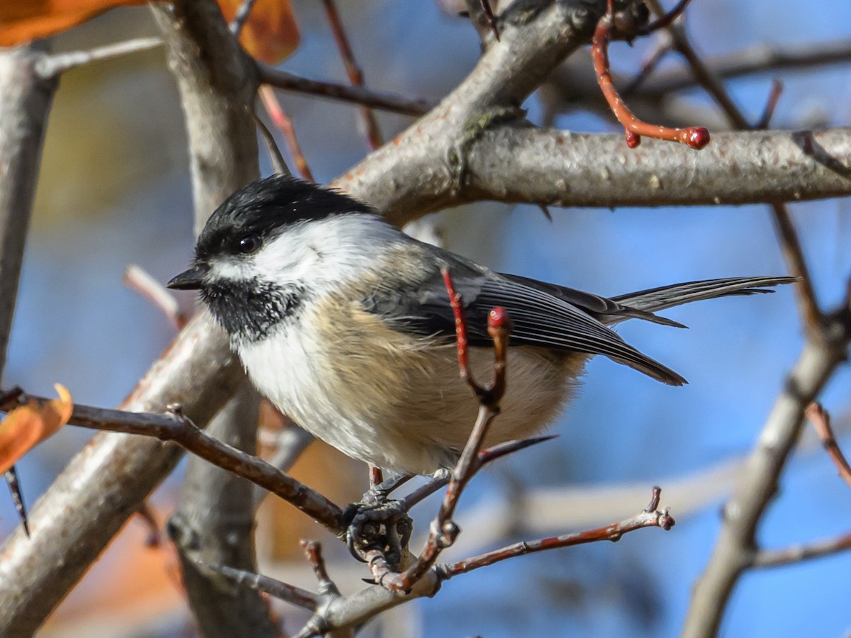 Black-capped Chickadee - ML644334885