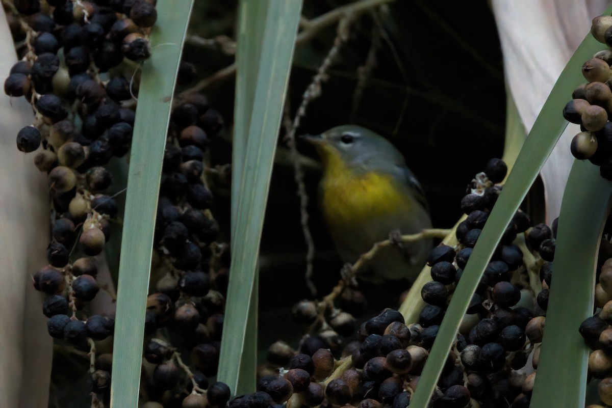 stryparula - ML644334887