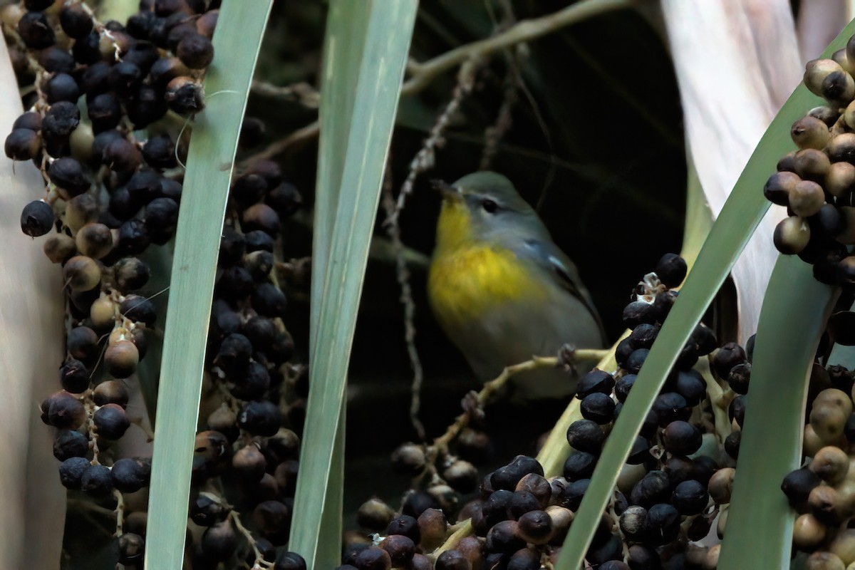 stryparula - ML644334888