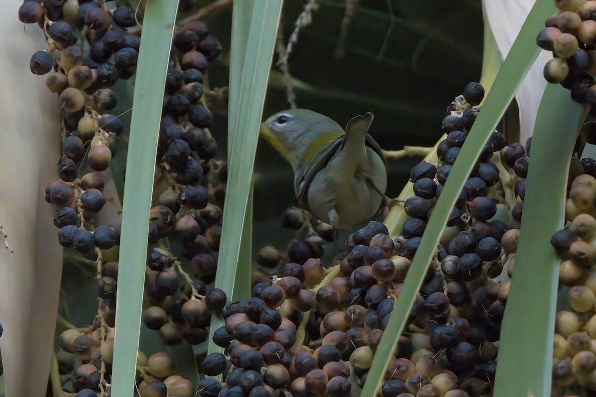 stryparula - ML644334889