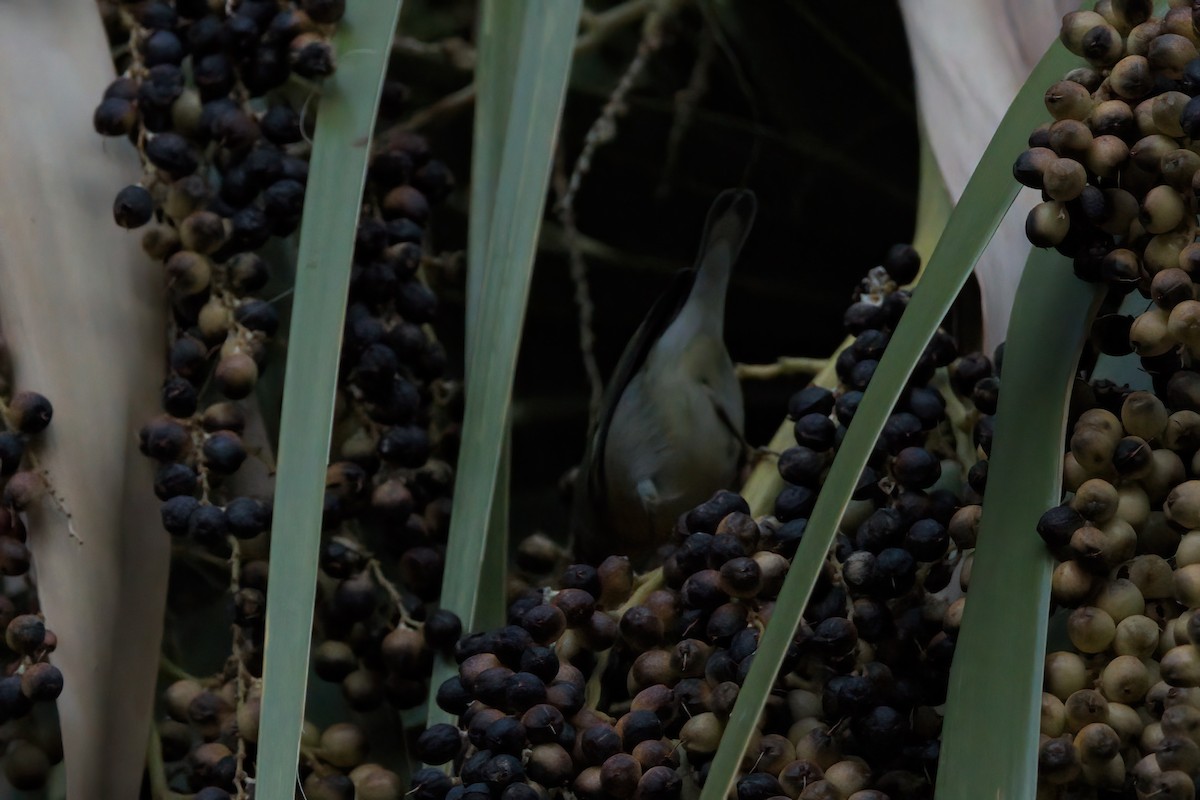 stryparula - ML644334890