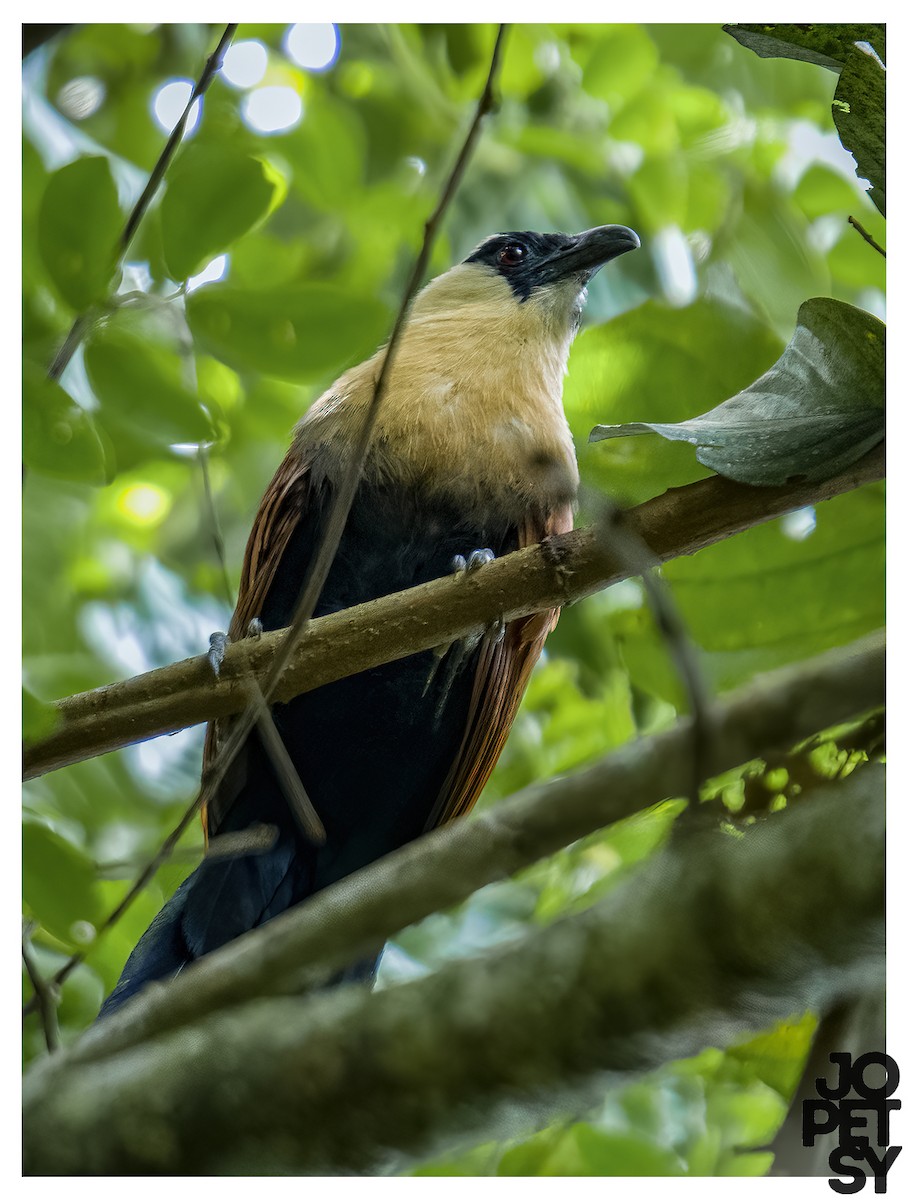 Чернолицый кукаль - ML644334901