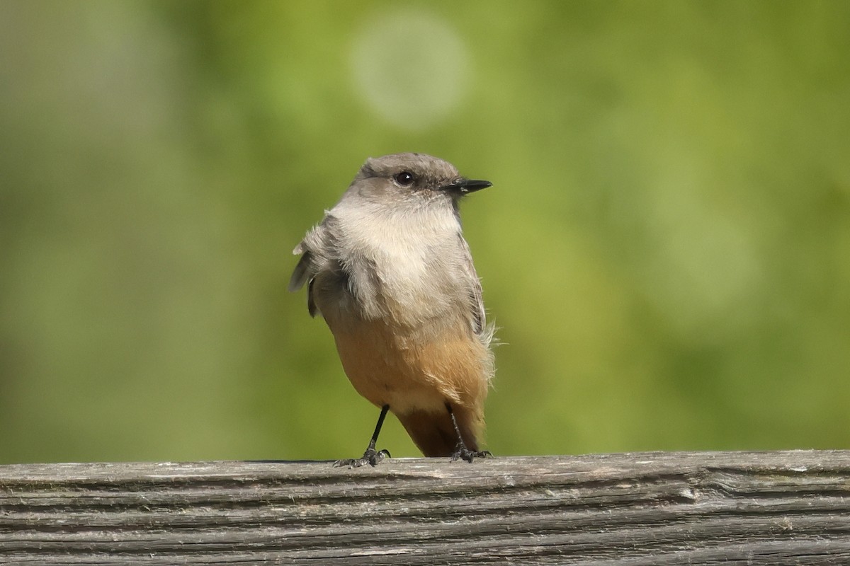 Say's Phoebe - ML644334919