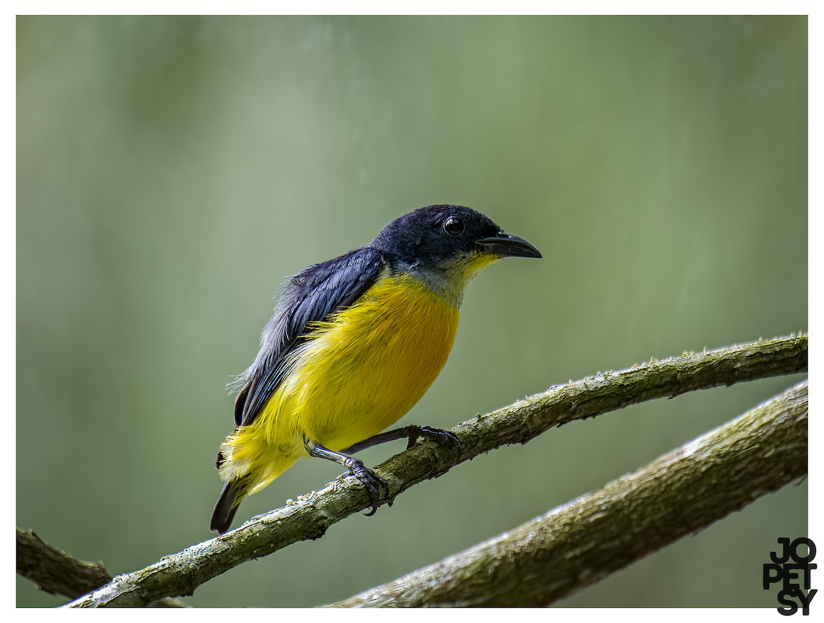 Orange-bellied Flowerpecker - ML644334937