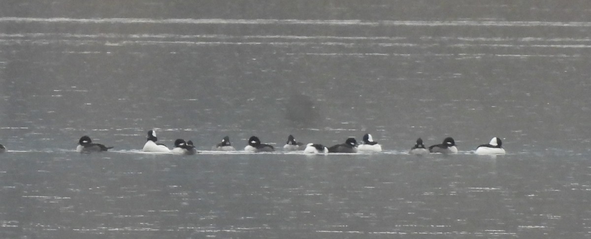 Bufflehead - ML644334952