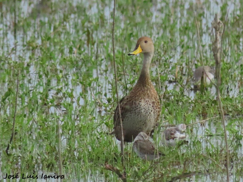 gulnebbstjertand - ML644334954