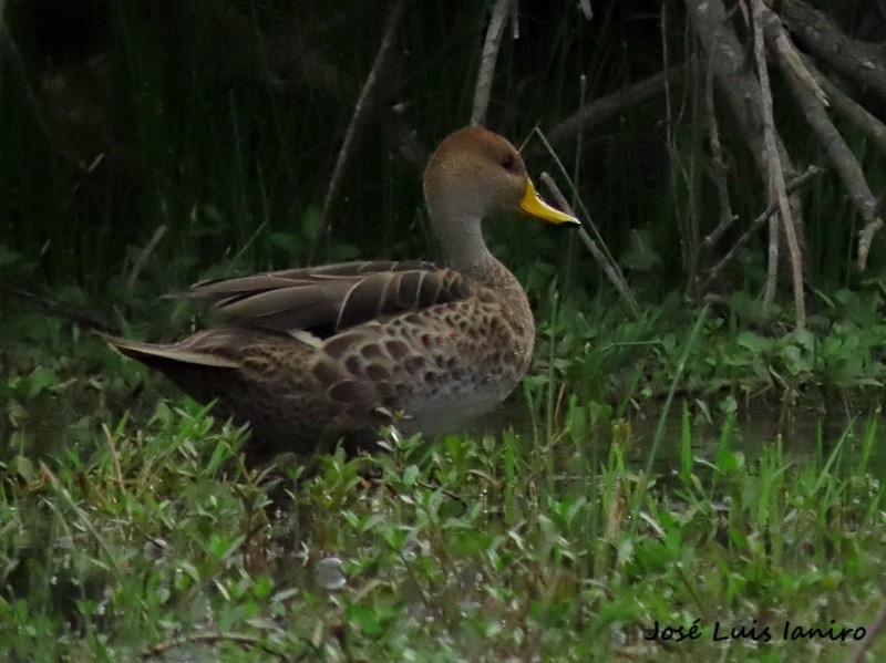 gulnebbstjertand - ML644334955