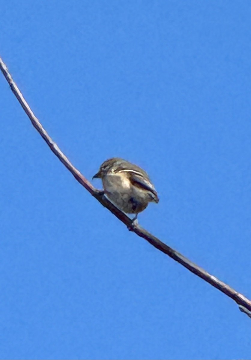 gulstillits - ML644334966