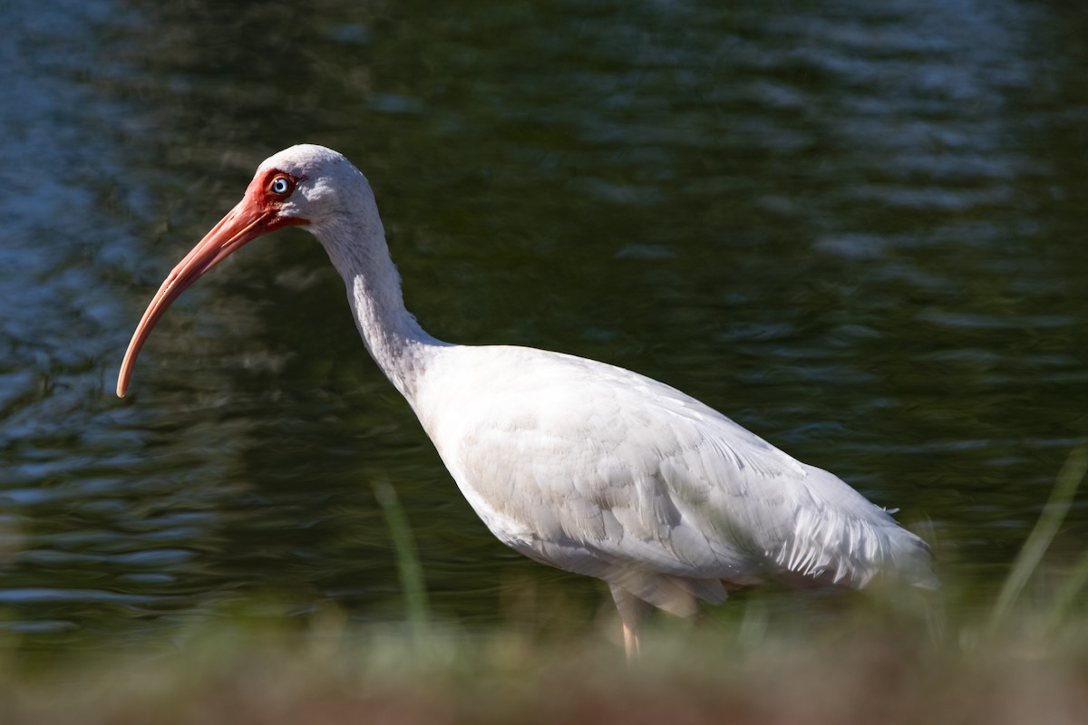 White Ibis - ML644334972