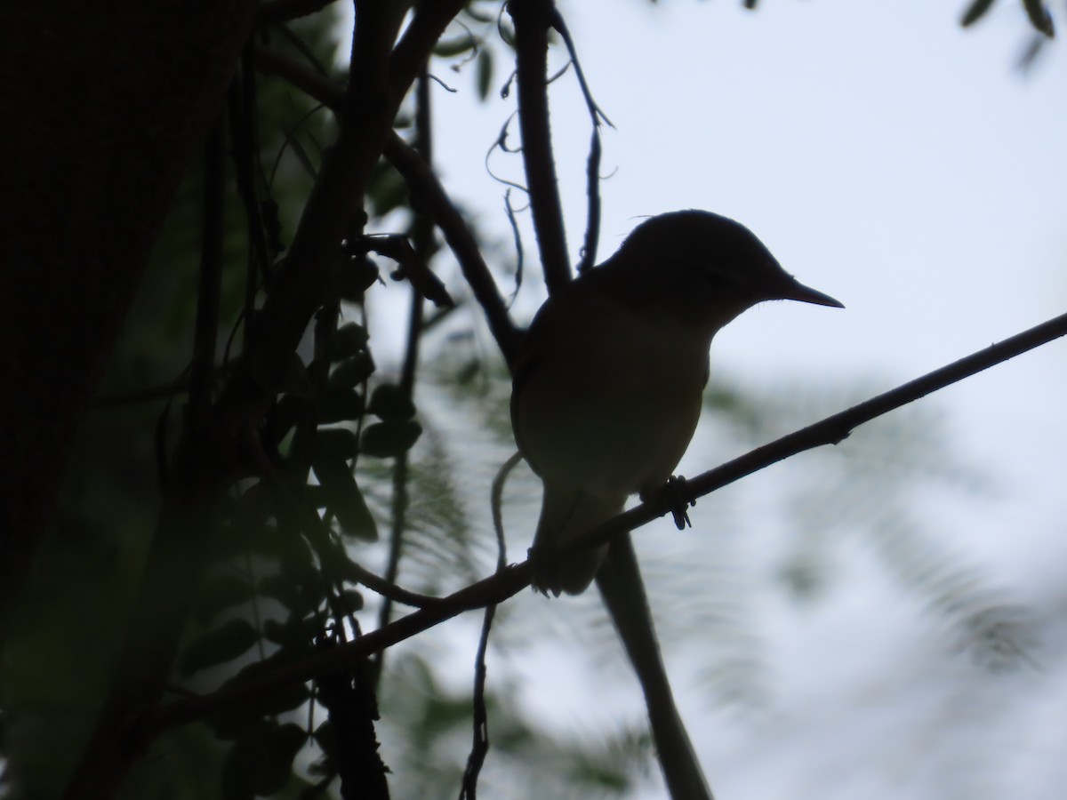 Rousserolle des buissons - ML644334974