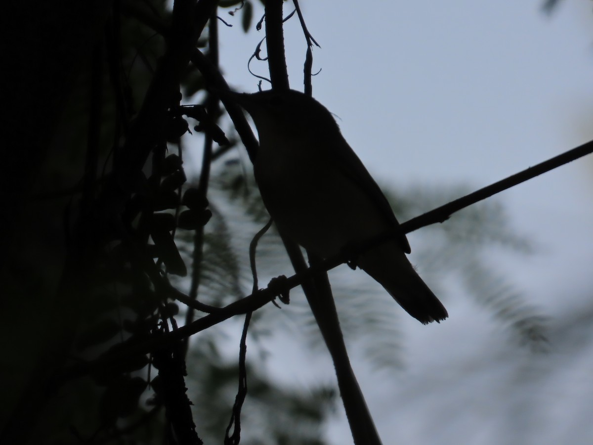 Rousserolle des buissons - ML644334975