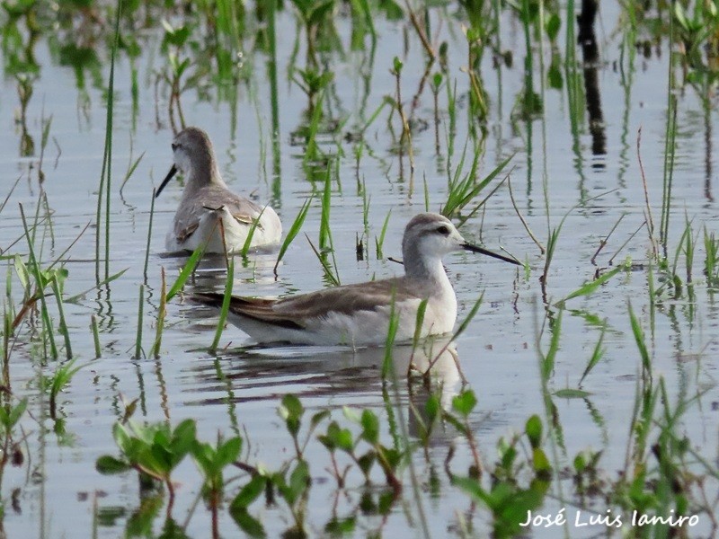 lyskonoh dlouhozobý - ML644334979