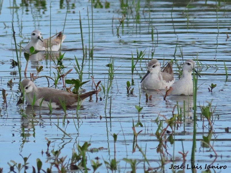 lyskonoh dlouhozobý - ML644334981