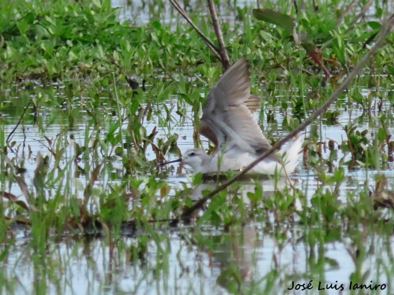 lyskonoh dlouhozobý - ML644334983