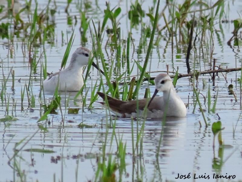 lyskonoh dlouhozobý - ML644334984