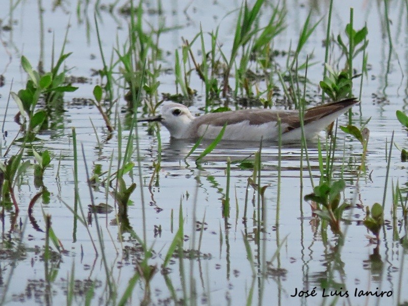 lyskonoh dlouhozobý - ML644334985