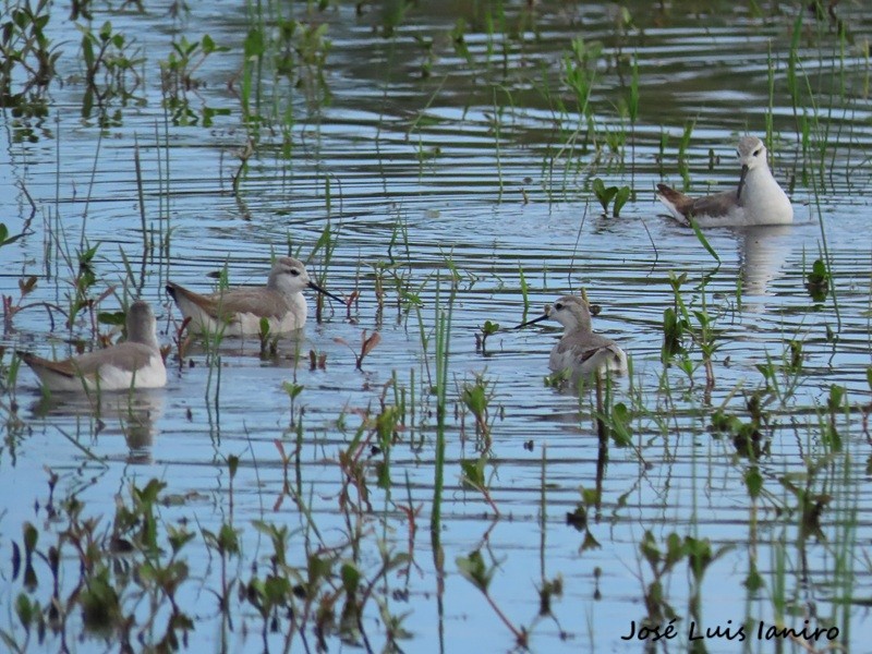 lyskonoh dlouhozobý - ML644334986