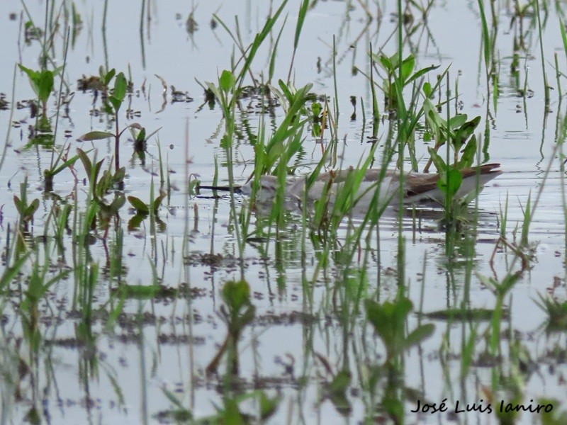 lyskonoh dlouhozobý - ML644334987